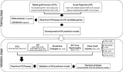 Non-Invasive Diagnosis for Acute Rejection Using Urinary mRNA Signature Reflecting Allograft Status in Kidney Transplantation